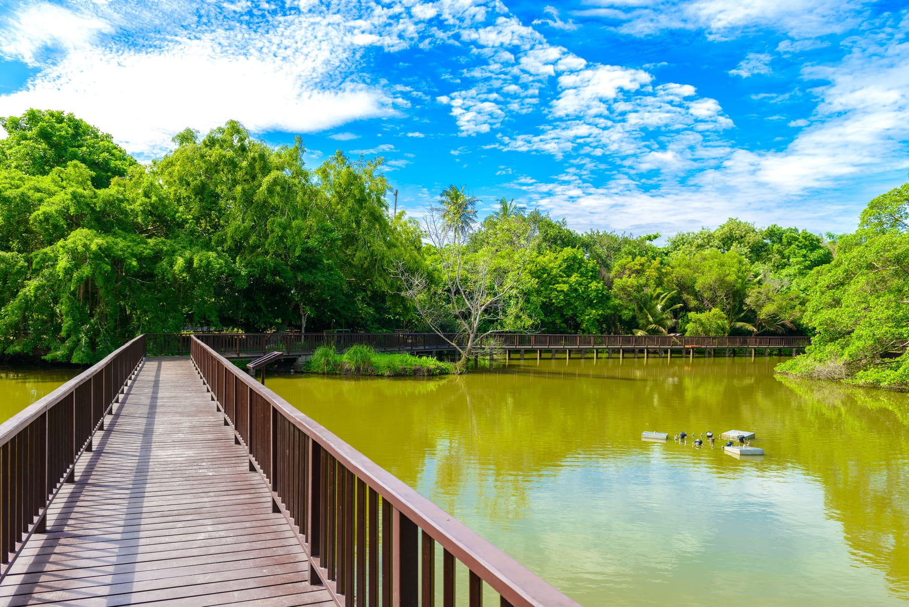 สะพานไม้ในสวนศรีนครเขื่อนขันธ์ บางกระเจ้า