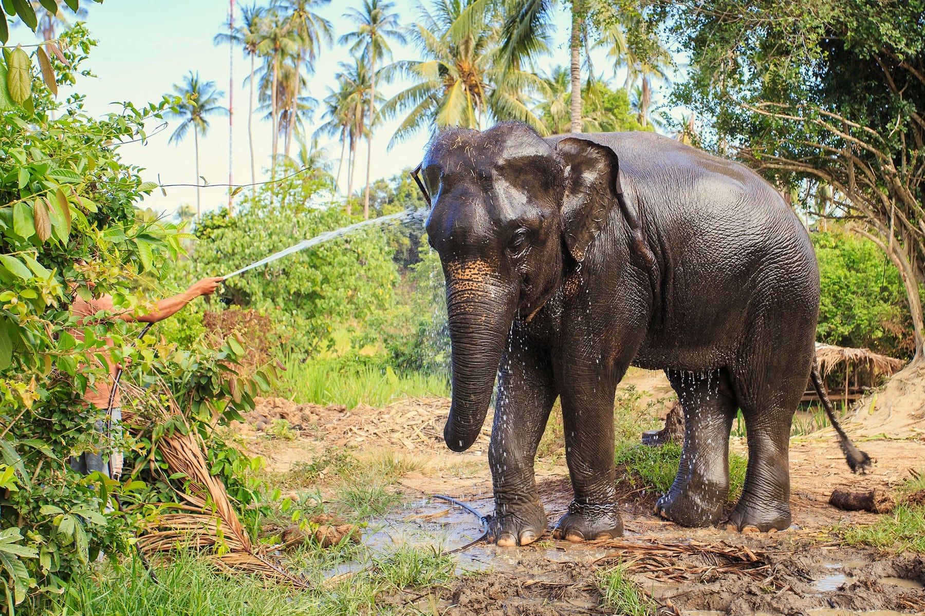 ปางช้าง Phuket Elephant Sanctuary